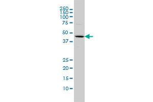 FBXO25 monoclonal antibody (M01), clone 2F1 Western Blot analysis of FBXO25 expression in COLO 320 HSR . (FBXO25 antibody  (AA 1-367))