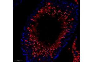 Immunofluorescence of paraffin embedded rat testis using ESD (ABIN7073862) at dilution of 1: 400 (250x lens) (Esterase D antibody)