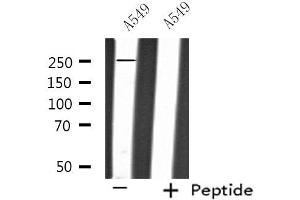 Western blot analysis of extracts from A549 cells, using PTPRZ1 antibody. (PTPRZ1 antibody  (N-Term))