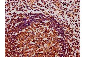 CHAF1A antibody  (AA 840-904)