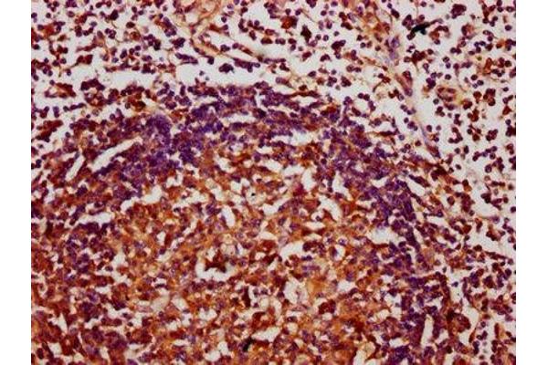 CHAF1A antibody  (AA 840-904)