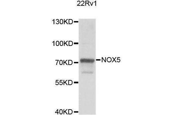 NOX5 antibody  (AA 661-765)