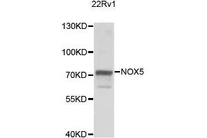 NOX5 antibody  (AA 661-765)