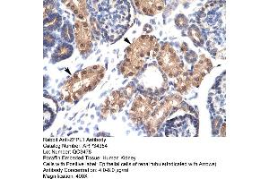 Human kidney (ZFPL1 antibody  (Middle Region))