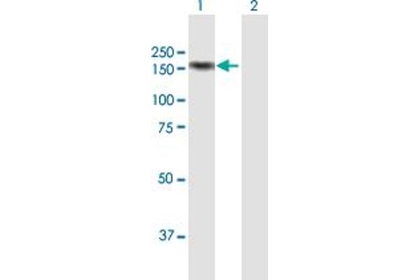 MICAL-Like 1 antibody  (AA 1-863)