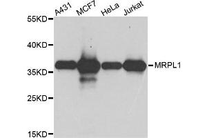 Western blot analysis of extract of various cells, using MRPL1 antibody.