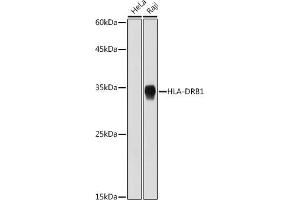 Western blot analysis of extracts of various cell lines, using HLA-DRB1 antibody (ABIN7268374) at 1:1000 dilution. (HLA-DRB1 antibody)