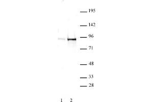 STAT5A/B phospho Tyr694/Tyr699 rabbit pAb tested by Western blot. (STAT5 A/B antibody  (pTyr694, pTyr699, Tyr699))