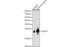 Western blot analysis of extracts of various cell lines, using ApoM antibody (ABIN6127365, ABIN6137030, ABIN6137031 and ABIN6220968) at 1:1000 dilution. (Apolipoprotein M antibody  (AA 23-188))