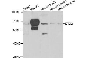 Western blot analysis of extracts of various cell lines, using DTX2 antibody.