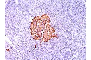 Formalin-fixed, paraffin-embedded human Pancreas stained with Insulin Monoclonal Antibody (SPM139). (Insulin antibody)