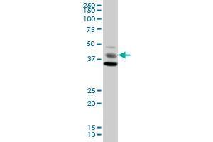 MAPK8 MaxPab polyclonal antibody. (JNK antibody  (AA 1-427))