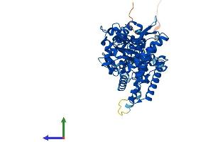 AlphaFold protein structure predicition of Mouse Recombinant Cyp1a1 Protein, UniprotID P00184 (CYP1A1 Protein (AA 1-524) (His tag))