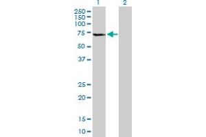 Western Blot analysis of GLTSCR2 expression in transfected 293T cell line by GLTSCR2 MaxPab polyclonal antibody. (GLTSCR2 antibody  (AA 1-478))