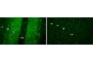 N56/21 immunofluorescence staining of cerebellar cortex from FGF14 wild-type (left) and knockout (right) mice. (FGF14 antibody  (AA 1-252))