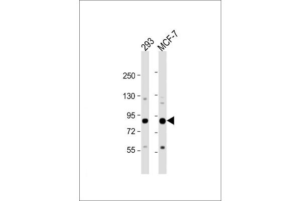 COL9A1 antibody  (AA 428-456)