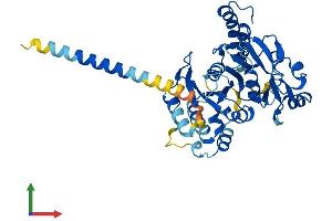 Protein Structure (PS) image for UDP-GlcNAc:betaGal beta-1,3-N-Acetylglucosaminyltransferase 1 (B3GNT1) (AA 1-415) protein (His tag) (ABIN7558968)