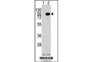Western blot analysis of ACO2 using rabbit polyclonal ACO2 Antibody. (ACO2 antibody  (AA 294-325))