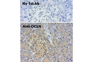 Immunohistochemistry (IHC) image for anti-Occludin (OCLN) (C-Term) antibody (ABIN7273069)
