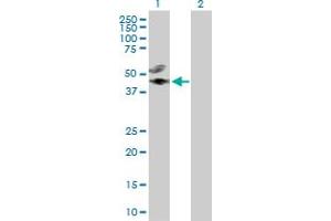 Western Blot analysis of CREB3L4 expression in transfected 293T cell line by CREB3L4 MaxPab polyclonal antibody. (CREB3L4 antibody  (AA 1-395))