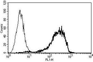 A typical staining pattern with the B-A38 monoclonal antibody of U266 cell line (Syndecan 1 antibody)