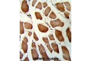 Immunohistochemistry (IHC) image for anti-Glutathione S-Transferase omega 1 (GSTO1) antibody (ABIN3001725) (GSTO1 antibody)