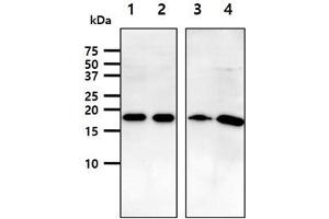 The lysates (40ug) were resolved by SDS-PAGE, transferred to PVDF membrane and probed with anti-human ARF1 antibody (1:1000).
