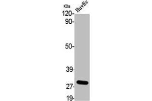 Western Blot analysis of HuvEc cells using 9G8 Polyclonal Antibody (SFRS7 antibody  (Internal Region))