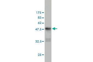 Western Blot detection against Immunogen (48. (CD83 antibody  (AA 1-205))