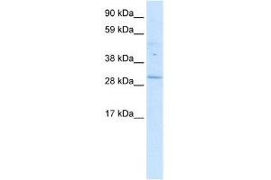 WB Suggested Anti-POU6F1 Antibody Titration: 0. (POU6F1 antibody  (Middle Region))