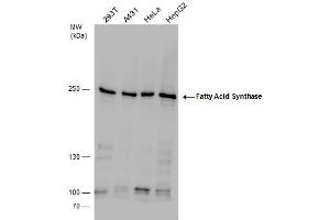 WB Image Fatty Acid Synthase antibody detects Fatty Acid Synthase protein by western blot analysis. (Fatty Acid Synthase antibody  (N-Term))