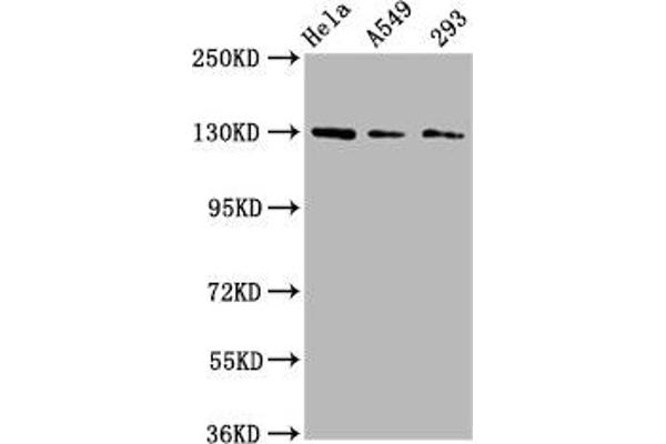 SEMA6D anticorps  (AA 913-1068)