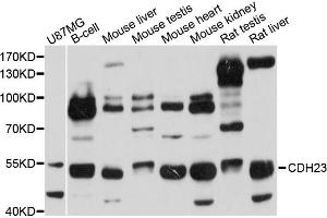 Western blot analysis of extracts of various cell lines, using CDH23 antibody (ABIN1871709) at 1:1000 dilution. (CDH23 antibody)