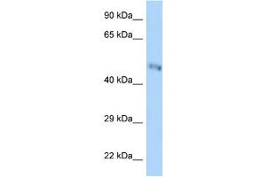 WB Suggested Anti-B3gnt7 Antibody Titration: 1. (B3GNT7 antibody  (Middle Region))