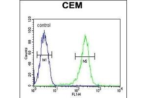 HAUS5 antibody  (N-Term)