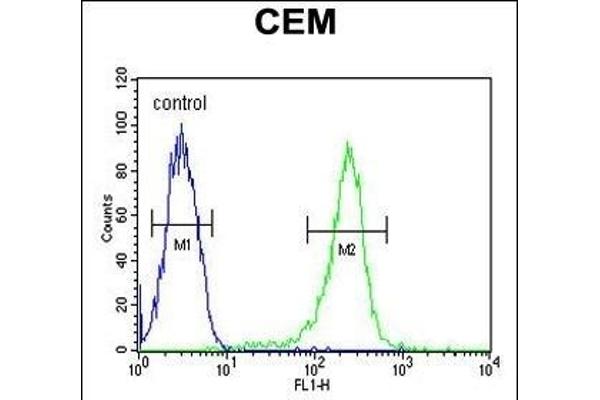 HAUS5 antibody  (N-Term)