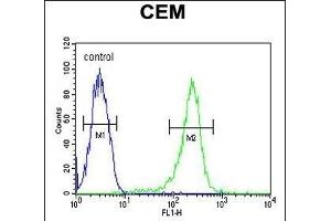 HAUS5 Antibody (N-term) (ABIN651423 and ABIN2840230) flow cytometric analysis of CEM cells (right histogram) compared to a negative control cell (left histogram). (HAUS5 antibody  (N-Term))