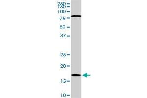 Western Blotting (WB) image for anti-Cofilin 1 (CFL1) (AA 1-167) antibody (ABIN598606) (Cofilin antibody  (AA 1-167))