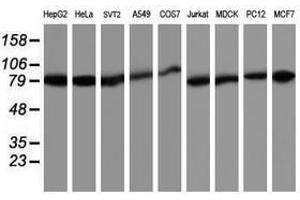 Image no. 1 for anti-TNF Receptor-Associated Protein 1 (TRAP1) antibody (ABIN1501500) (TRAP1 antibody)
