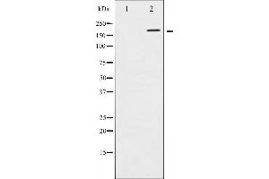 Western Blotting (WB) image for anti-Epidermal Growth Factor Receptor (EGFR) (pThr693) antibody (ABIN6256596)