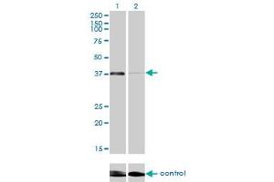 Western blot analysis of RNF2 over-expressed 293 cell line, cotransfected with RNF2 Validated Chimera RNAi (Lane 2) or non-transfected control (Lane 1). (RNF2 antibody  (AA 192-290))