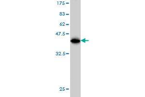 Western Blot detection against Immunogen (36. (ELAVL1 antibody  (AA 1-100))