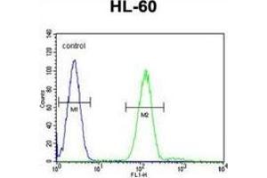 Flow cytometric analysis of HL-60 cells (right histogram) compared to a negative control cell (left histogram) using Myeloperoxidase Antibody (C-term), followed by FITC-conjugated goat-anti-rabbit secondary antibodies.