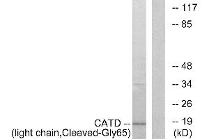 Western blot analysis of extracts from COS-7 cells, treated with etoposide (25uM, 1hour), using CATD (light chain, Cleaved-Gly65) antibody. (Cathepsin D antibody  (Cleaved-Gly65, Light Chain))