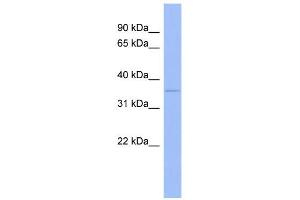 WB Suggested Anti-WNT5B Antibody Titration:  0. (WNT5B antibody  (Middle Region))