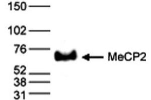 Western Blot results of Rabbit anti-MeCP2 antibody Western Blot results of Rabbit anti-MeCP2 antibody. (MECP2 antibody  (C-Term))