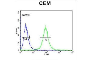 Flow cytometric analysis of CEM cells (right histogram) compared to a negative control cell (left histogram). (CD46 antibody  (C-Term))