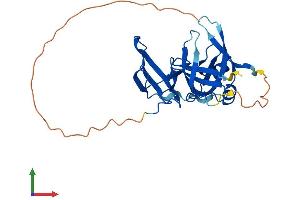 AlphaFold protein structure predicition of Human Recombinant SPIN2A Protein, UniprotID Q99865