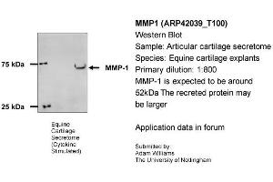 Sample Type: Equine Cartilage ExplantsPrimary Dilution: 1:800Secondary Antibody: Bio-Rad 170-5046 Secondary Dilution: 1:100,000Image Submitted By: Adam WilliamsUniversity of Nottingham (MMP1 antibody  (N-Term))