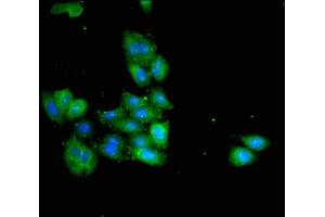 Immunofluorescent analysis of HepG2 cells using ABIN7142280 at dilution of 1:100 and Alexa Fluor 488-congugated AffiniPure Goat Anti-Rabbit IgG(H+L) (HSD3B7 antibody  (AA 131-197))